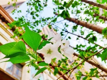 成都小区的幸福美好生活，藏着春天最美的样子！