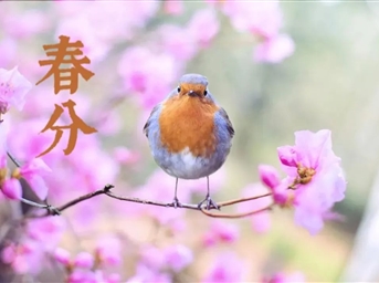 春分 | 万物恰好 莫负春光